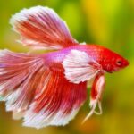 Beginner-Friendly Fish Species And How to Care for Them