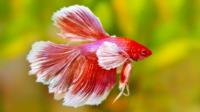 What water temperature is best for beginner fish?
