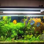 Aquarium Hacks: Maintenance Tips And Problem-Solving Strategies