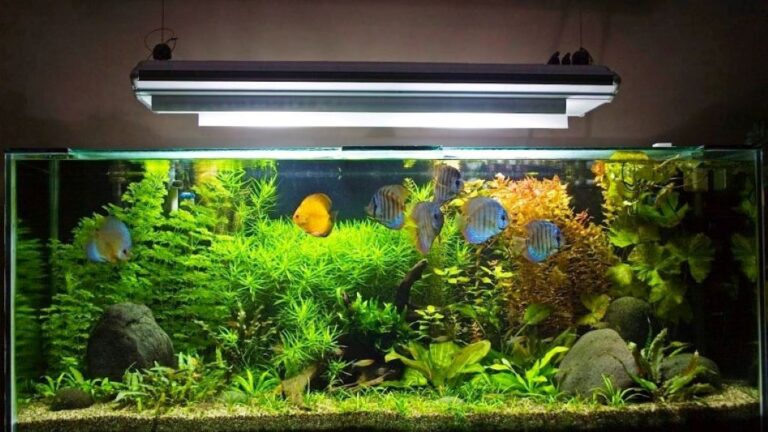 What are the best aquarium hacks for maintenance and problem-solving?