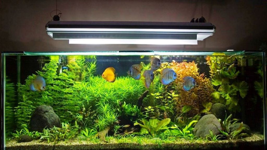 Aquarium Hacks: Maintenance Tips And Problem-Solving Strategies