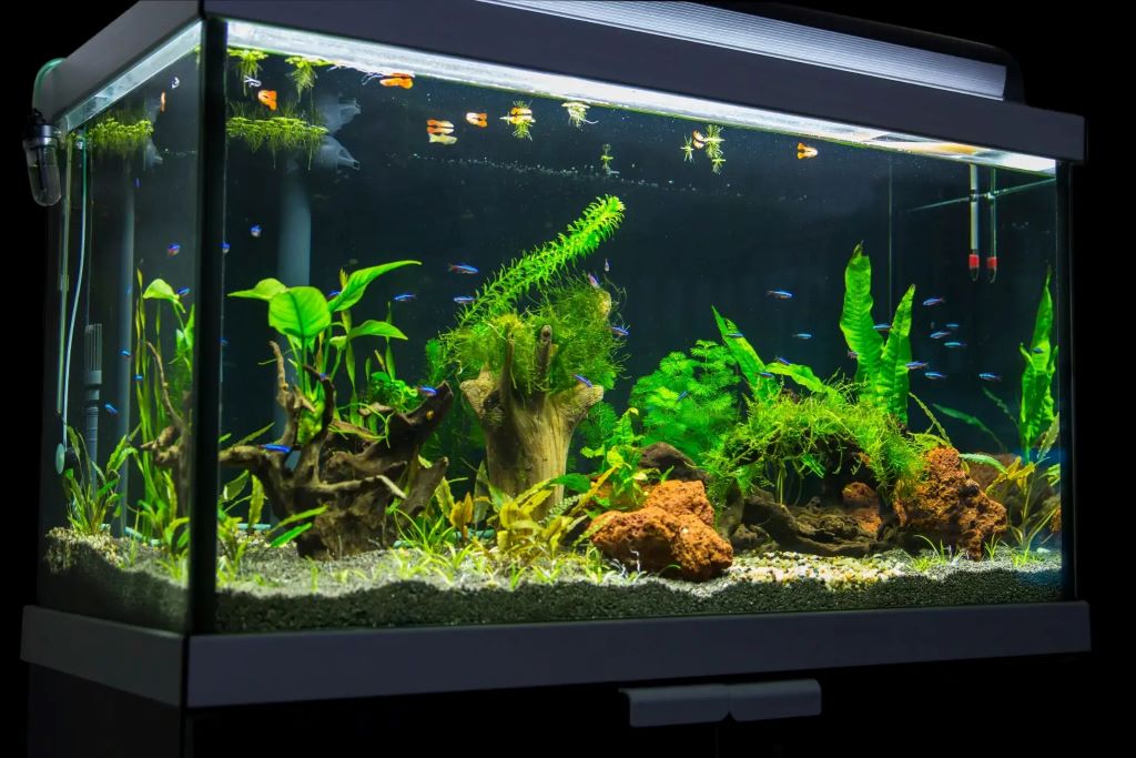 Are live plants necessary for a healthy aquarium?