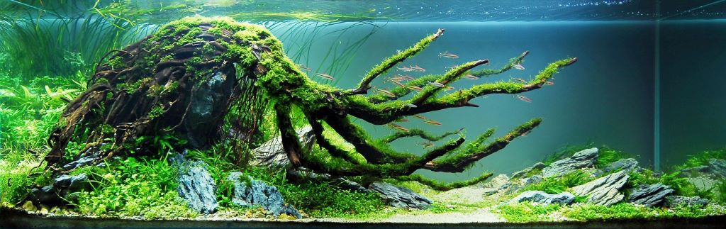 How do I prevent algae in my aquascape?