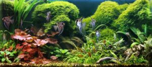 How often should I fertilize my aquarium plants?