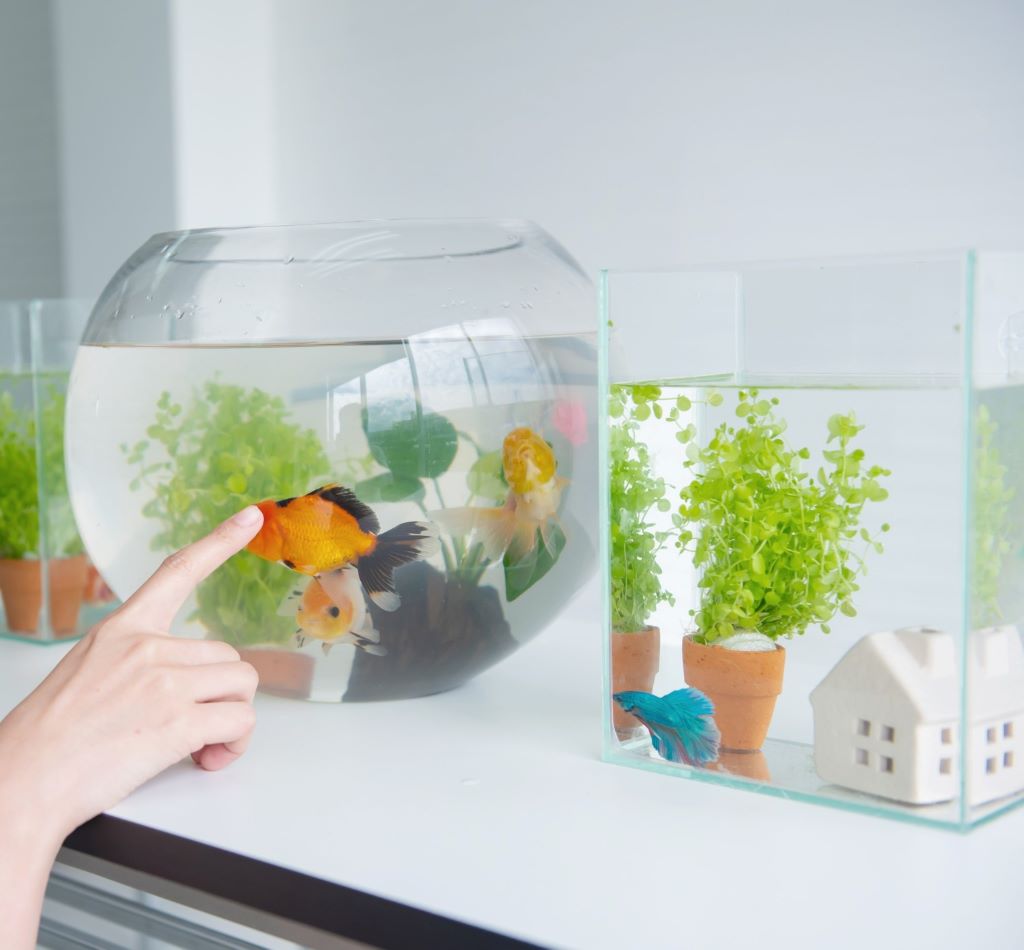 Essential Aquarium Setup Tips And Maintenance Tricks for a Healthy Tank