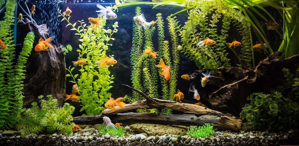 Do I need a heater for a freshwater tank?