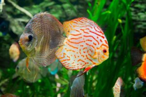How do I choose compatible tank mates and invertebrates for my aquarium?