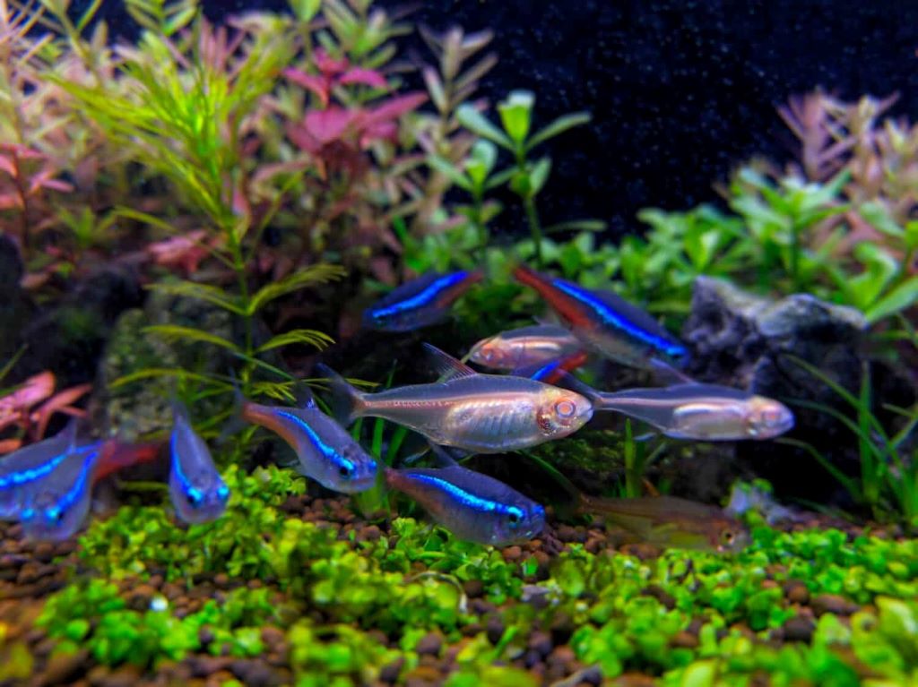 What’s the best way to introduce new tank mates?