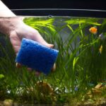 Aquarium Water Parameters: Monitoring And Adjustment Tips