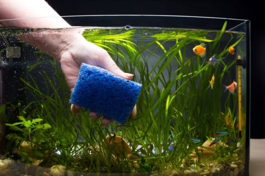 Picture of Copper Toxicity Levels for Shrimp vs Fish in Aquarium: - Build Massive ...