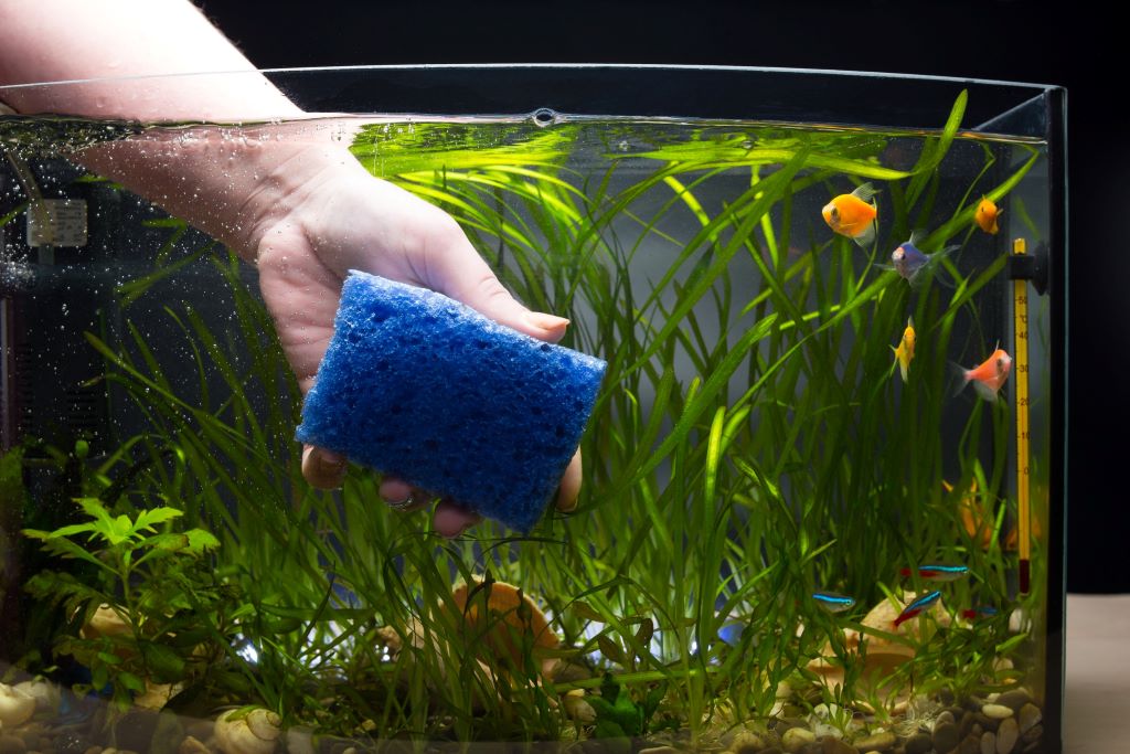 Aquarium Water Parameters: Monitoring And Adjustment Tips