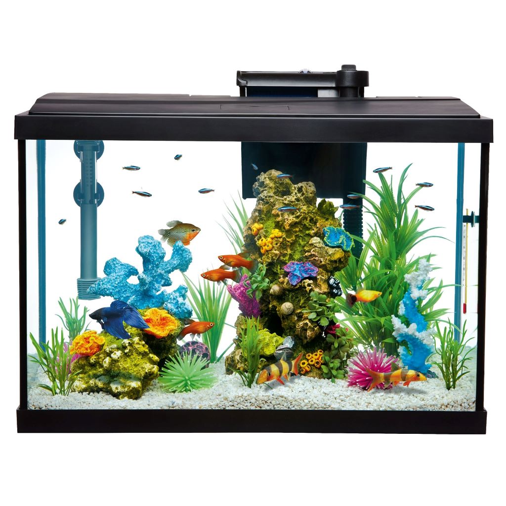 The Best Budget Aquarium Kits for Starters