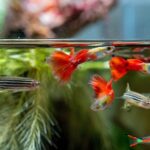 Top 10 Community Fish for Peaceful Aquariums