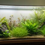 Best Low-Light Aquarium Plants for Beginners: The Ultimate Guide