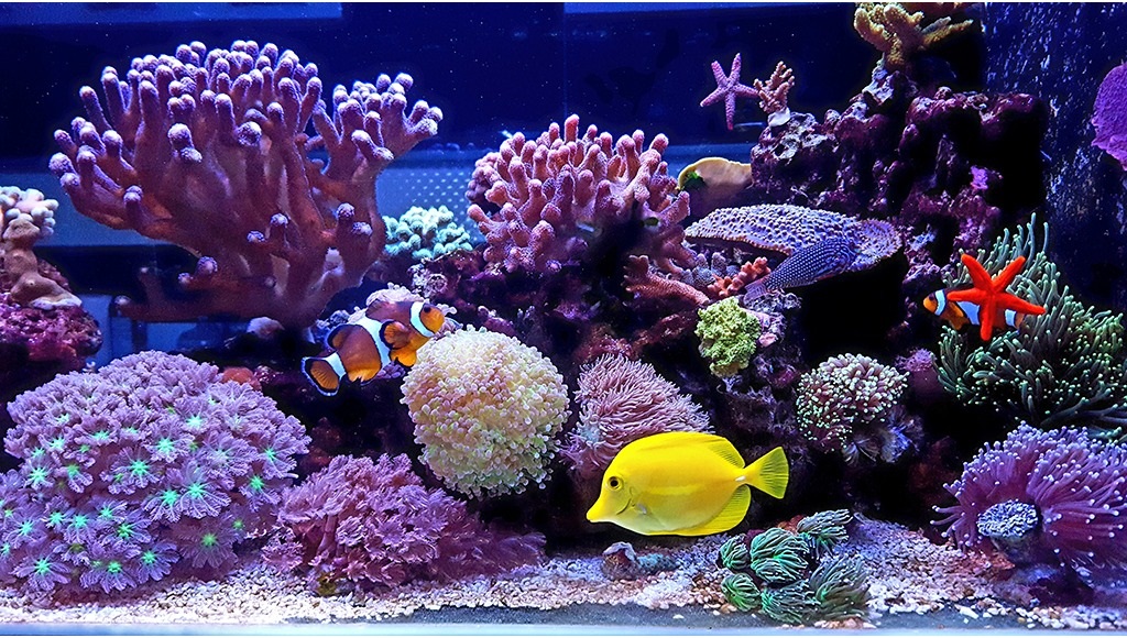 Are sumpless aquariums noisier