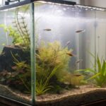 Cloudy Aquarium Water? 7 Quick Cloudy Water Causes and Solutions