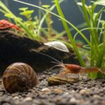 Freshwater Invertebrates That Clean Your Tank Naturally
