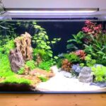 How to Set Up Your First Freshwater Aquarium – A Step-by-Step Guide