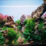 Ultimate Guide to Aquascaping with Dragon Stone