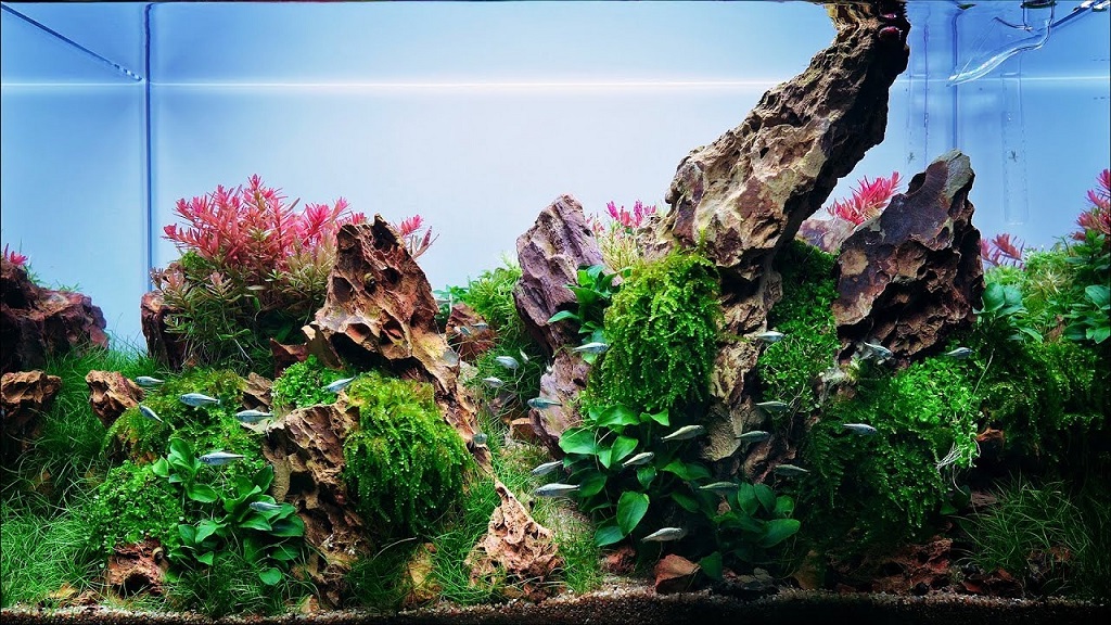 Ultimate Guide to Aquascaping with Dragon Stone