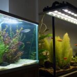 LED vs Fluorescent Aquarium Lighting – Pros And Cons