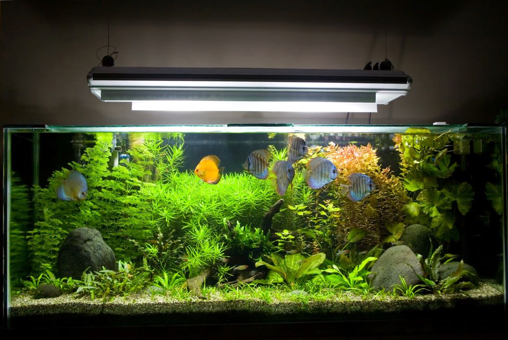 Aquarium Lighting Comparison LEDs and Fluorescent