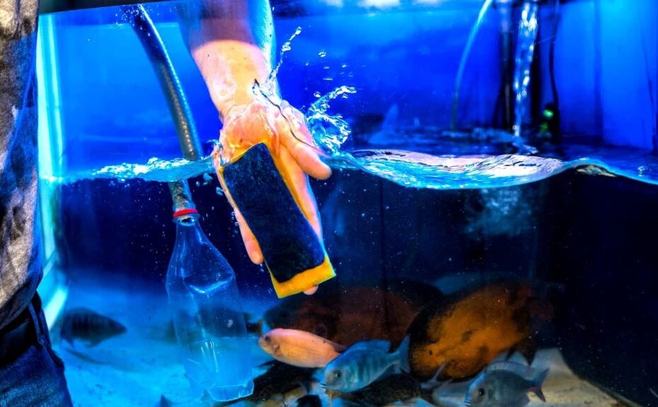 Aquarium Setup & Maintenance Archives - Build Massive Aquarium - Gallon Aquarium Maintenance