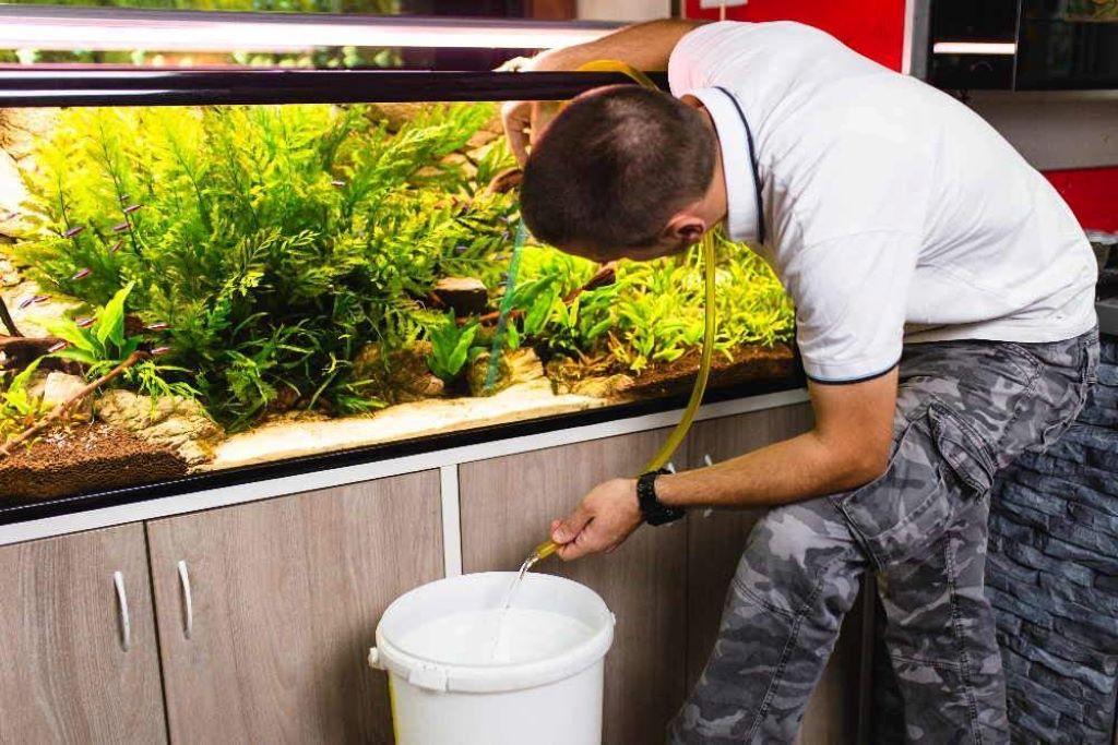 Do live plants help with aquarium maintenance?