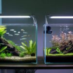 Walstad Method vs High-Tech Planted Tank: A Natural vs Tech-Driven Tale