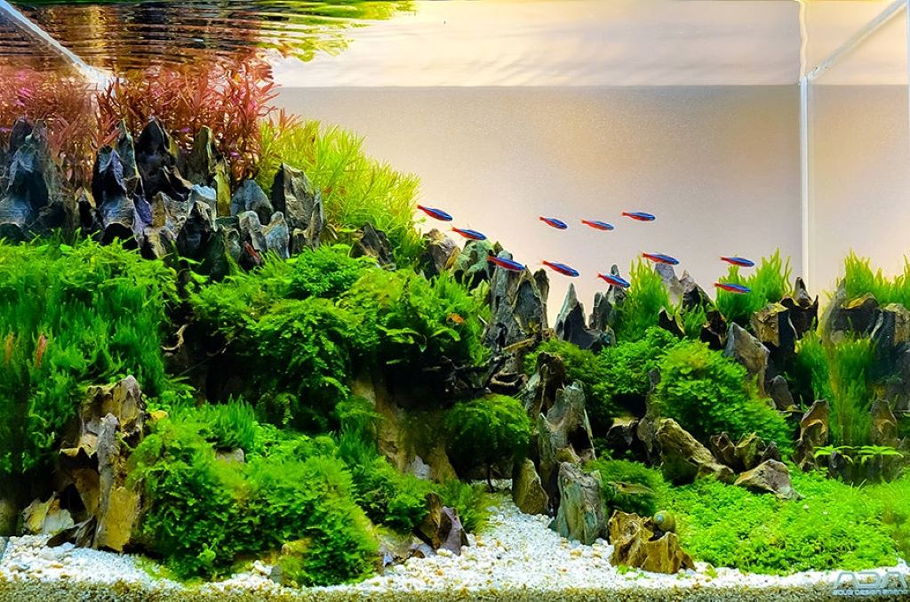 Best Aquarium Accessories You Didn’t Know You Needed