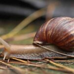 How to Breed Mystery Snails for Profit: A Lucrative Aquatic Venture
