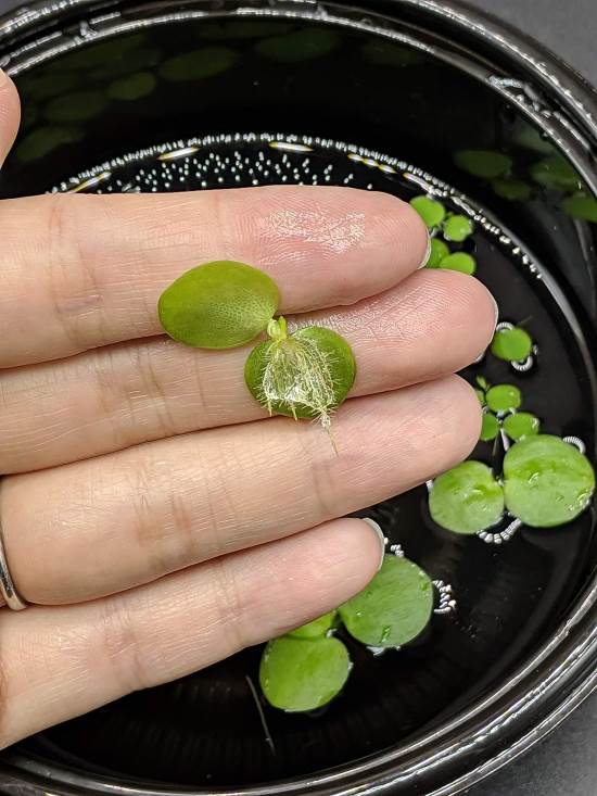 Amazon Frogbit and Water Spangles Combo by Aquatic Discounts