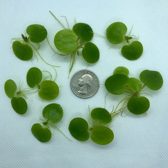 Amazon Frogbit (Limnobium Laevigatum) by Aquarigram