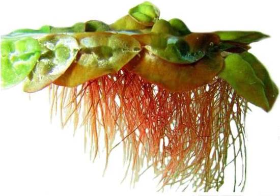 Live Aquarium Red Root Floater Plants