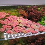 Best Aquarium Floating Plants: Top Picks for a Vibrant Tank