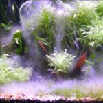 How to Treat White Fuzz in Fish Tank: A Complete Guide