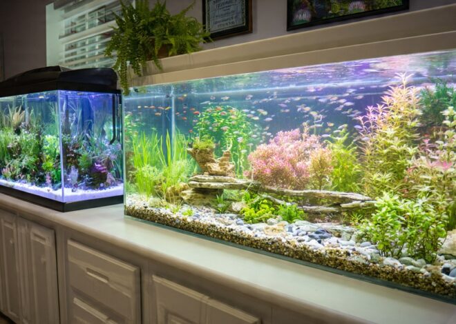 Breeder Tank vs Regular Tank Aquarium: Key Differences and Setup Tips