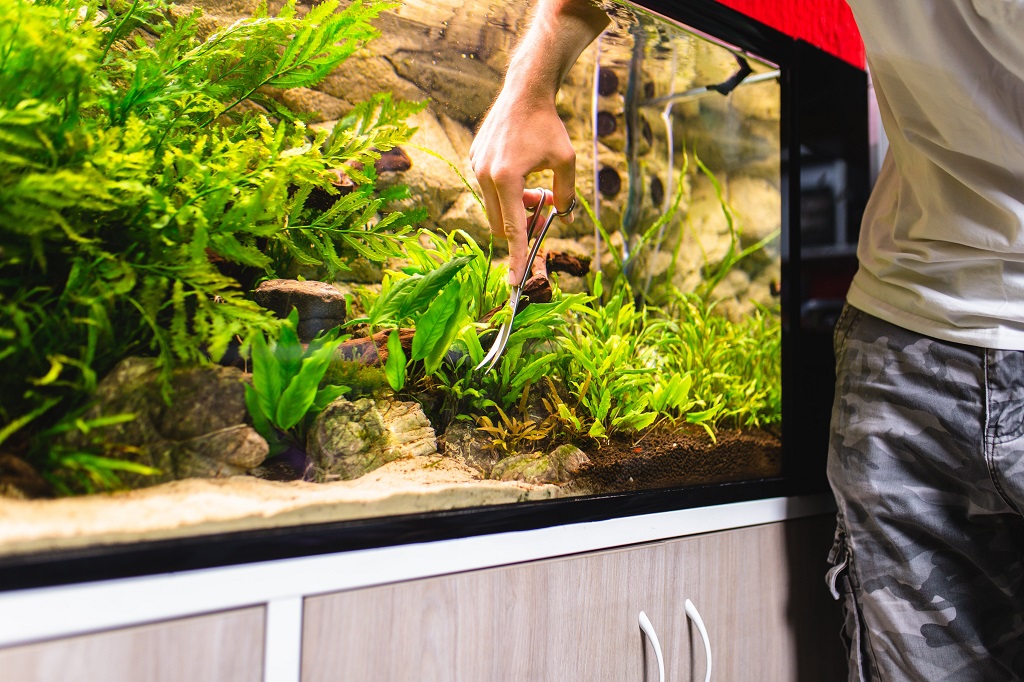 Aquarium Planting Tweezers Length Guide: Choose the Right Size for Stunning Aquascapes