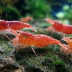 Copper Toxicity Levels for Shrimp vs Fish in Aquarium: Safe Limits and Smart Management
