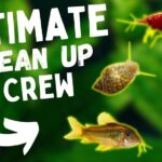 Microfauna Cleanup Crew Species for Nano Tanks: Tiny Heroes Keeping Your Mini Aquarium Thriving