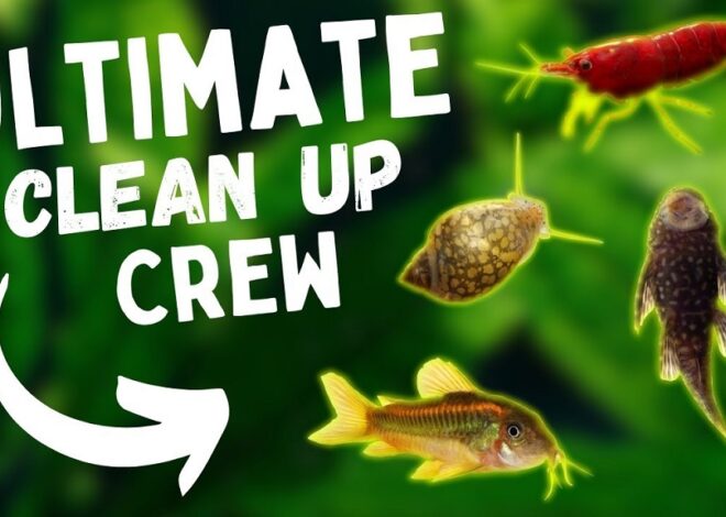 Microfauna Cleanup Crew Species for Nano Tanks: Tiny Heroes Keeping Your Mini Aquarium Thriving