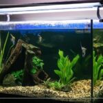 Aquarium Lid Condensation Prevention Tips: Keep Your Tank Crystal Clear
