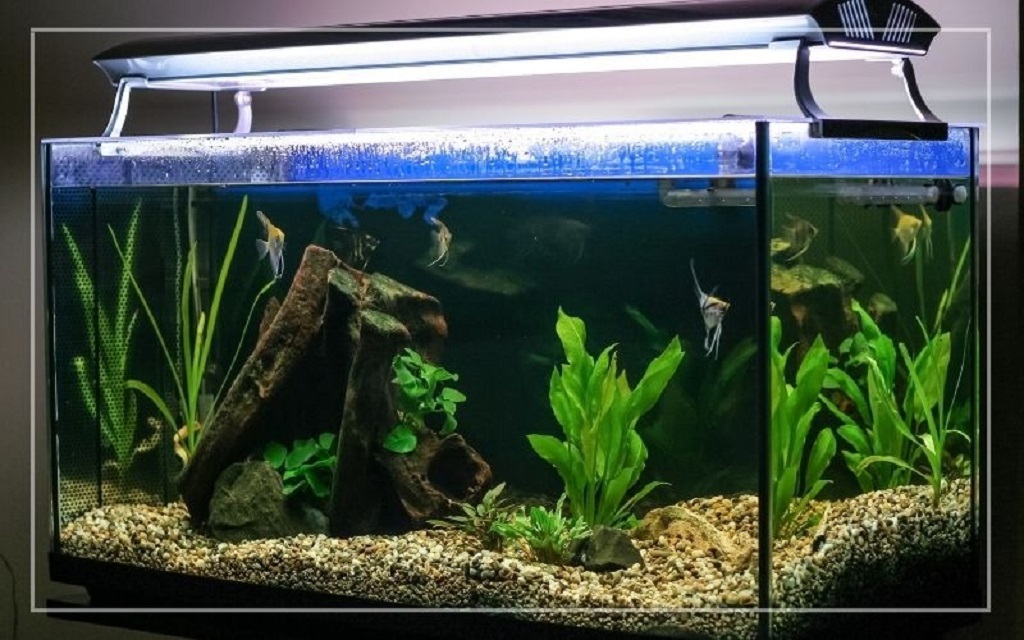 Aquarium Lid Condensation Prevention Tips: Keep Your Tank Crystal Clear