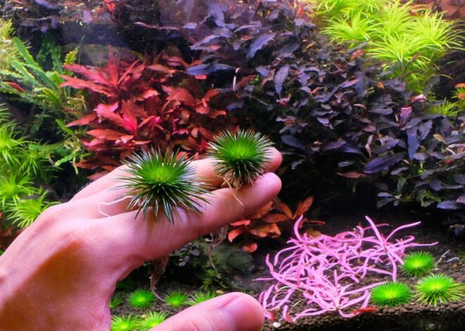 Interpreting GH vs KH Impacts on Plants: Unlock Lush Growth in Your Setup