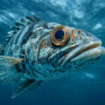 Fish Eye Cloudiness Causes by Species: Spot, Treat, and Prevent This Common Issue