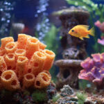 Freshwater Sponge and Fish Compatibility Notes: Building a Thriving Aquarium Ecosystem