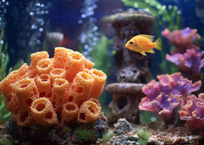 Freshwater Sponge and Fish Compatibility Notes: Building a Thriving Aquarium Ecosystem