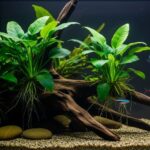 How to Care for Aquarium Plants in Low Light Tanks