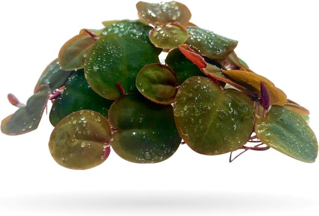 Aquarigram red root floater live aquarium plants with 30+ leaves and bonus plant
