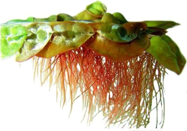 Canton Aquatics live red root floater plants improving water quality and removing nitrates